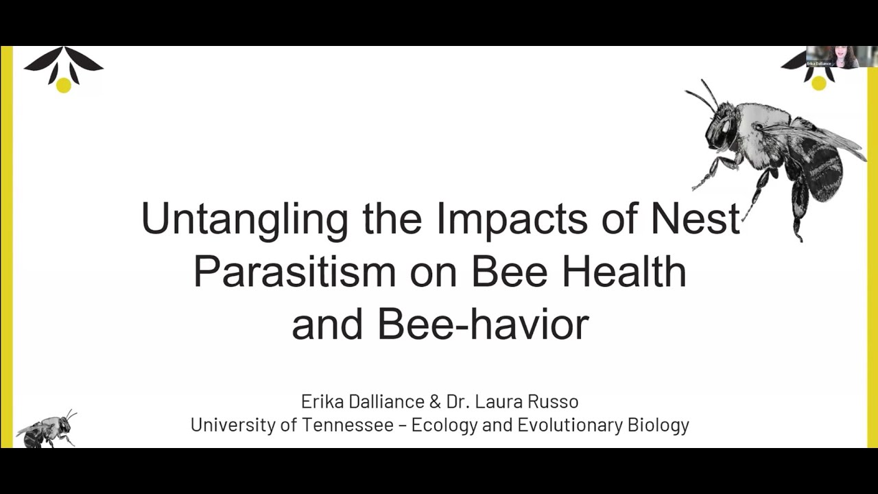 Untangling the impacts of kleptoparasitism on bee health and bee-havior