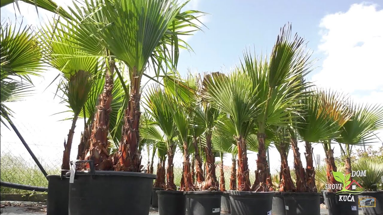 PALME - KAKO SE GAJE I KOJE VRSTE POSTOJE