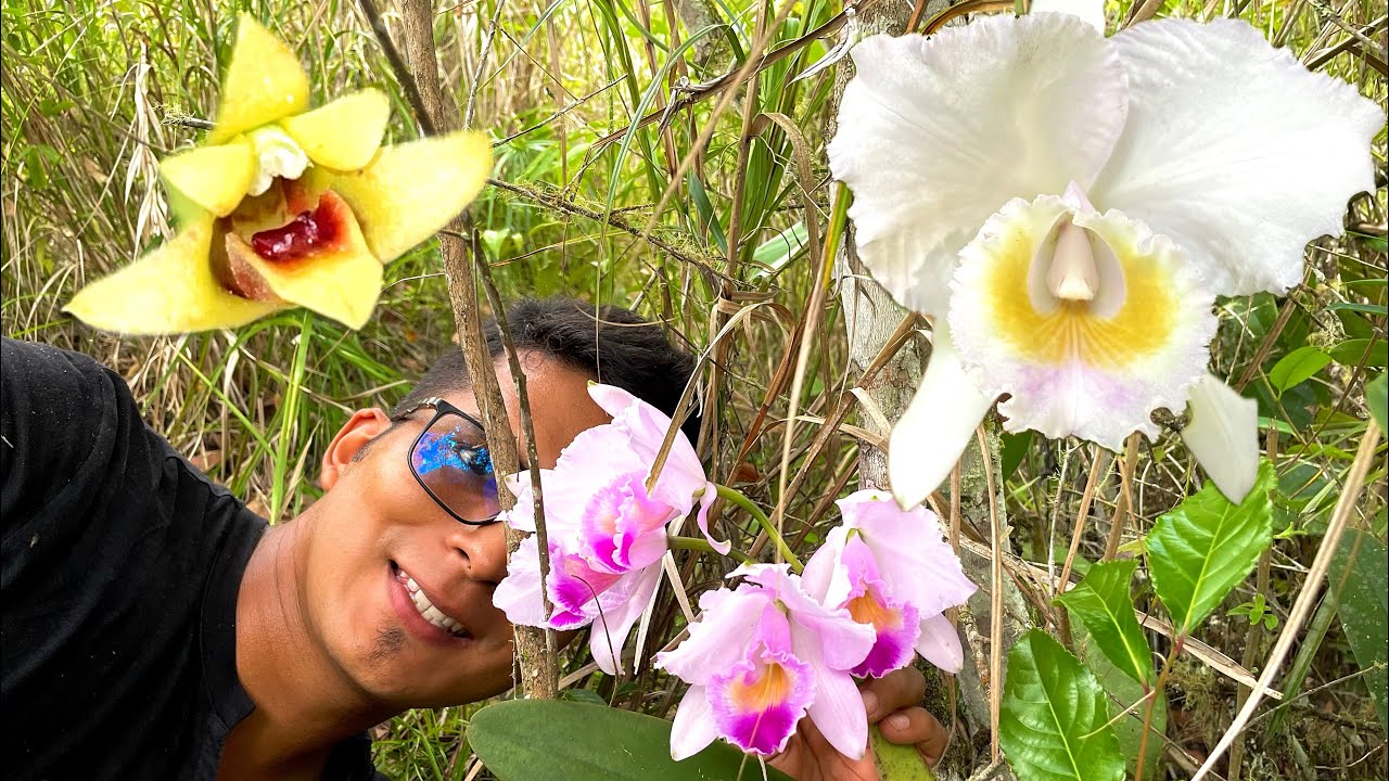 Visite BOSQUE CON ORQUIDEAS cattleyas QUADRICOLOR