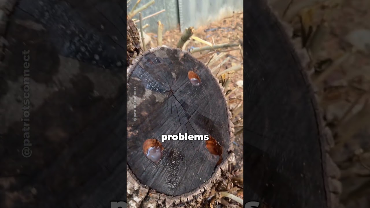 Burning Stumps WRONG? What Foresters Wish You Knew!