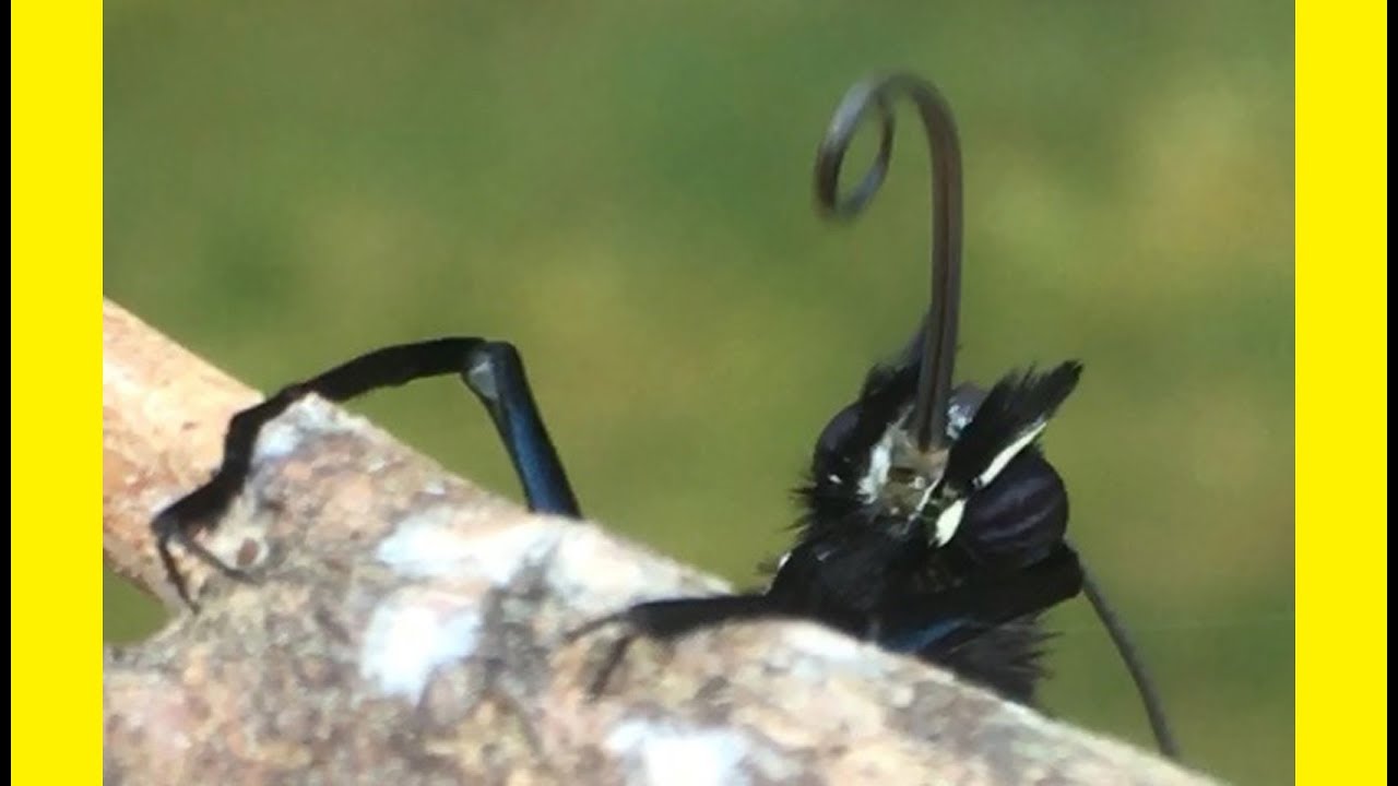 Monarch PROBOSCIS ~ Up close and Amazing!!