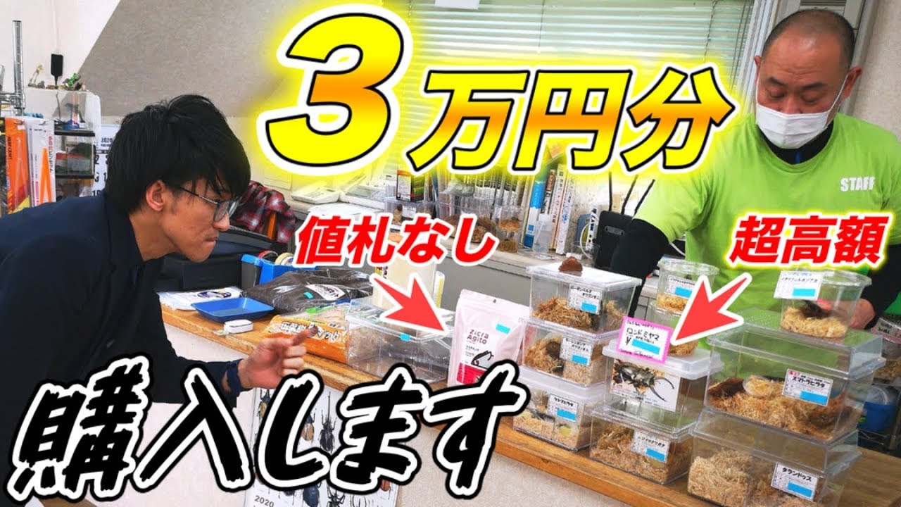 【総額20万円】行きつけの昆虫ショップなら指定した金額ピッタリ購入できるのか！？