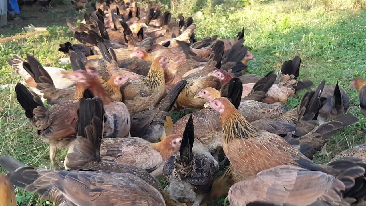 Healthy Young Pullets at Livestrong Farms