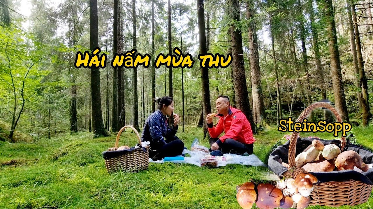 539🇧🇻Đi hái nấm lần 2 trúng ngay ổ nấm đầy 1 giỏ mang về