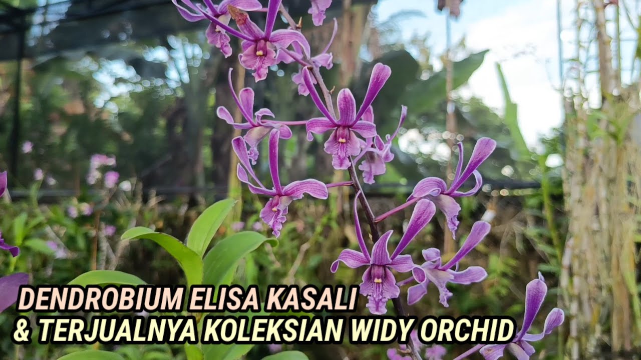 Mekar Lagi Dendrobium Elisa Kasali  & Terjualnya Koleksian Widy Orchid