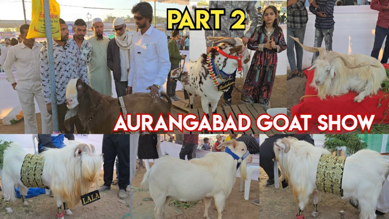 Aurangabad goats show part 2 |All Breed Goat Exhibition in Aurangabad| औरंगाबाद बकरी प्रदर्शनी भाग 2