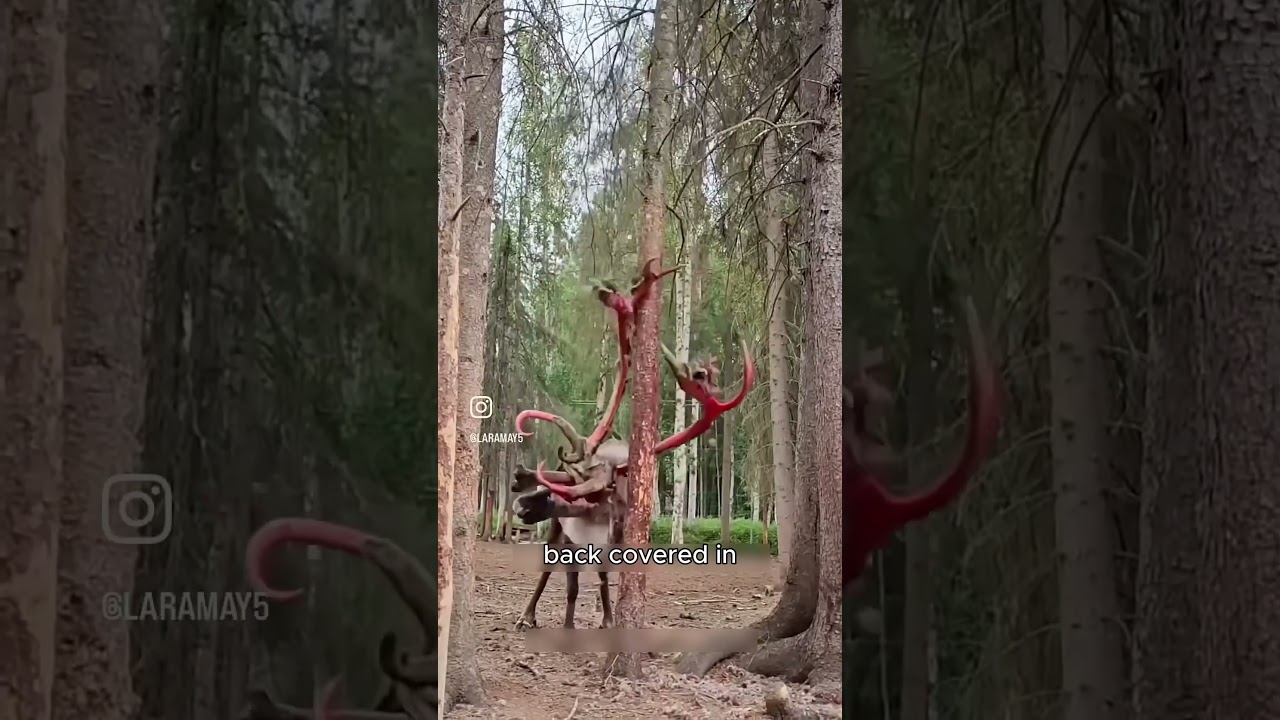 Why This Deer Is Ripping Its Head Open 🤯