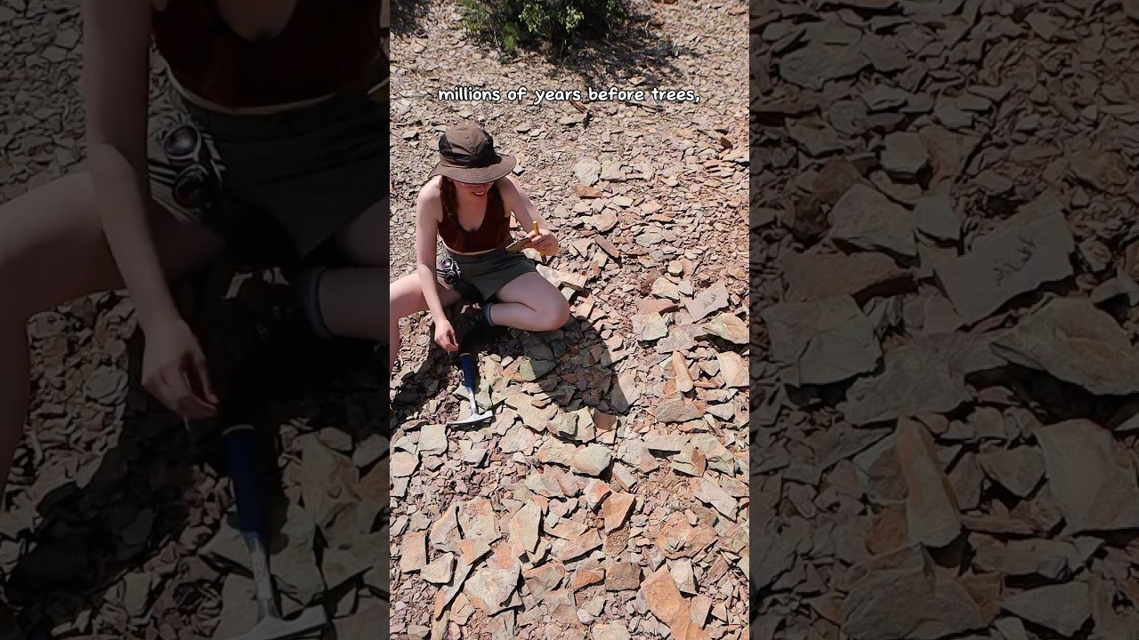 Fossil hunting on an ancient ocean floor