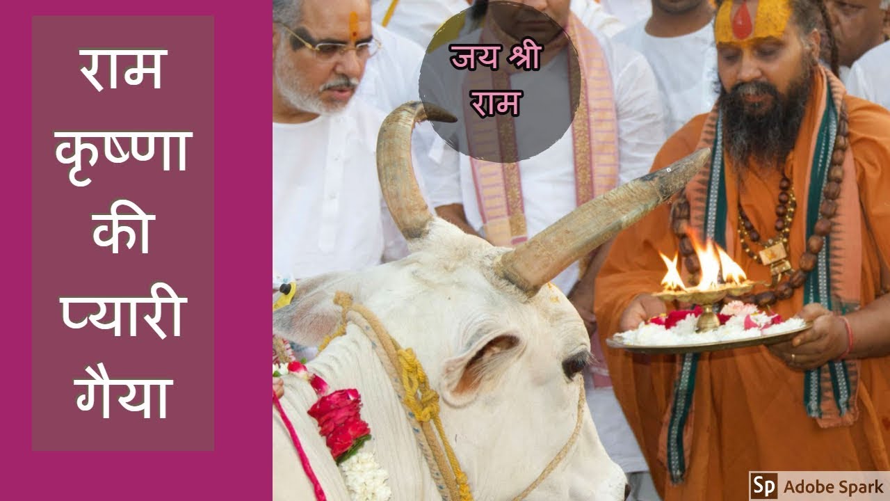राम कृष्णा की प्यारी गैया  !! #cow #cowaarti #cowbhajan