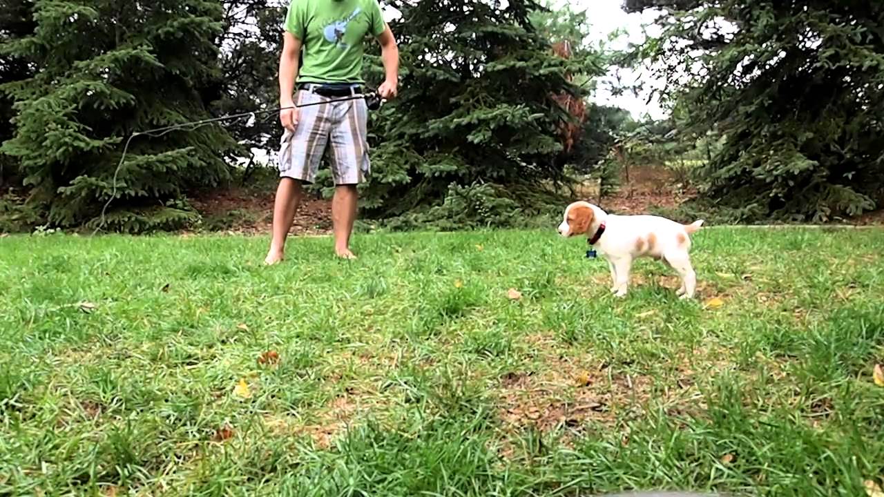 7 week old Brittany Spaniel pointing a pheasant wing