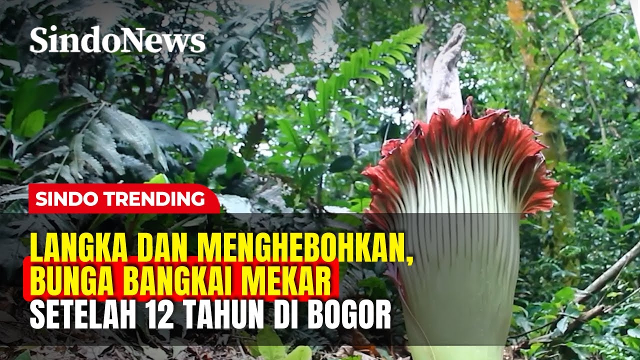 Langka dan Menghebohkan, Bunga Bangkai Mekar Setelah 12 Tahun di Bogor | Sindo Trending | 08/02