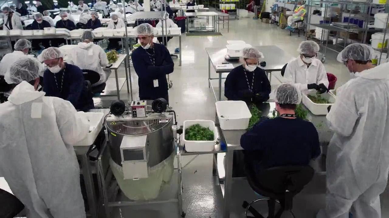 Ez Trim's Story (2018)