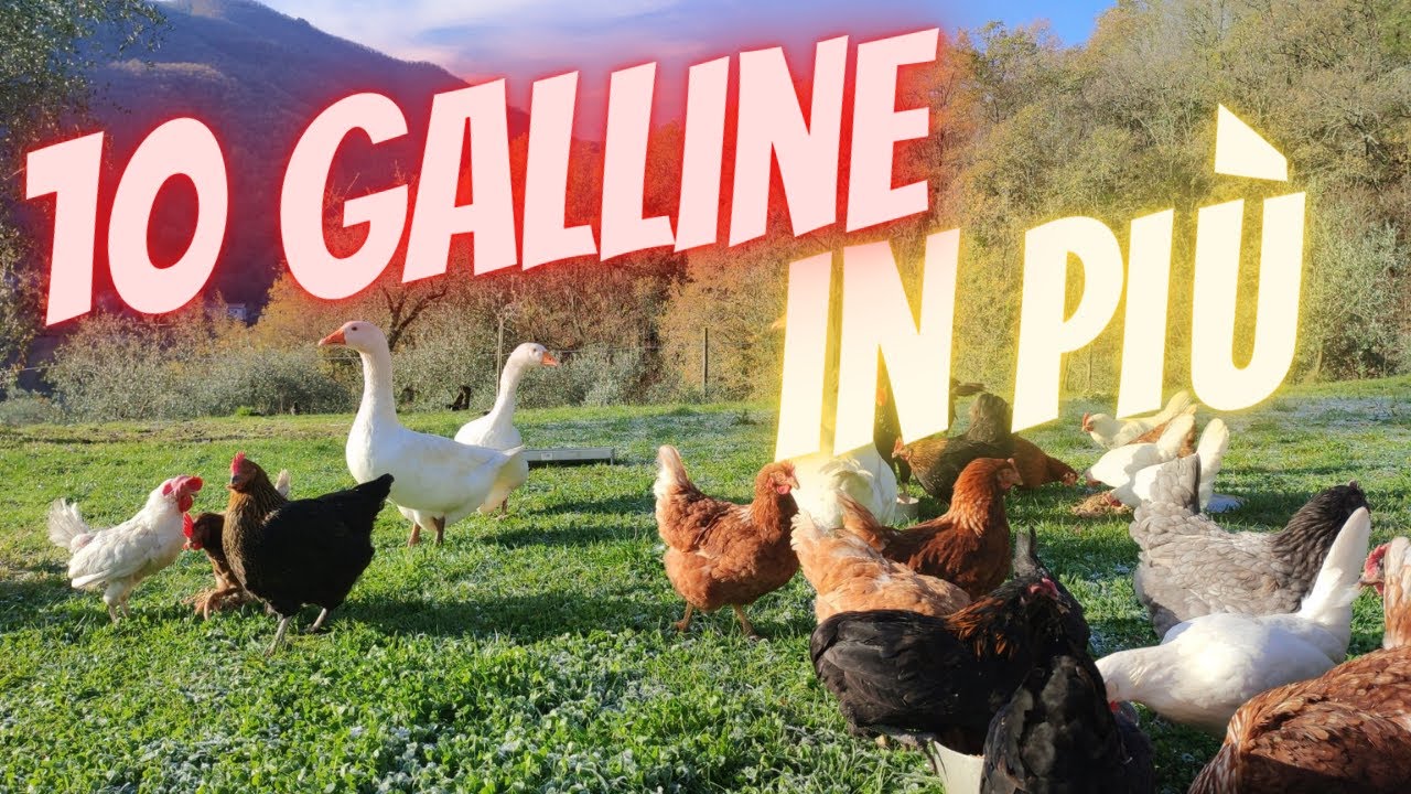 Oggi ho comprato 10 galline ovaiole , faranno subito amicizia?