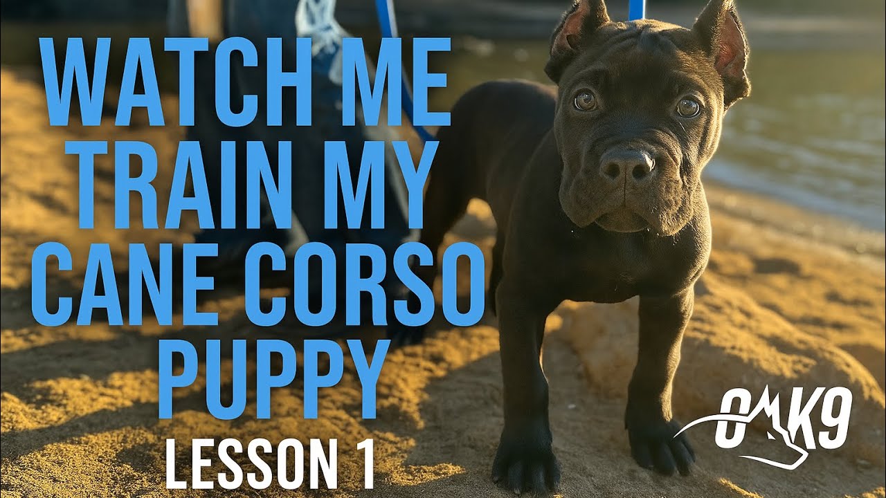 Cane Corso puppy training 