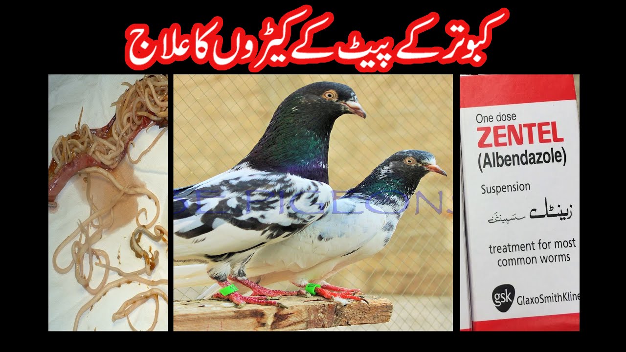 DEWORMING OF PIGEONS | KABOOTAR K PAIT K KERON KA ILAJ | Xcube Pigeons