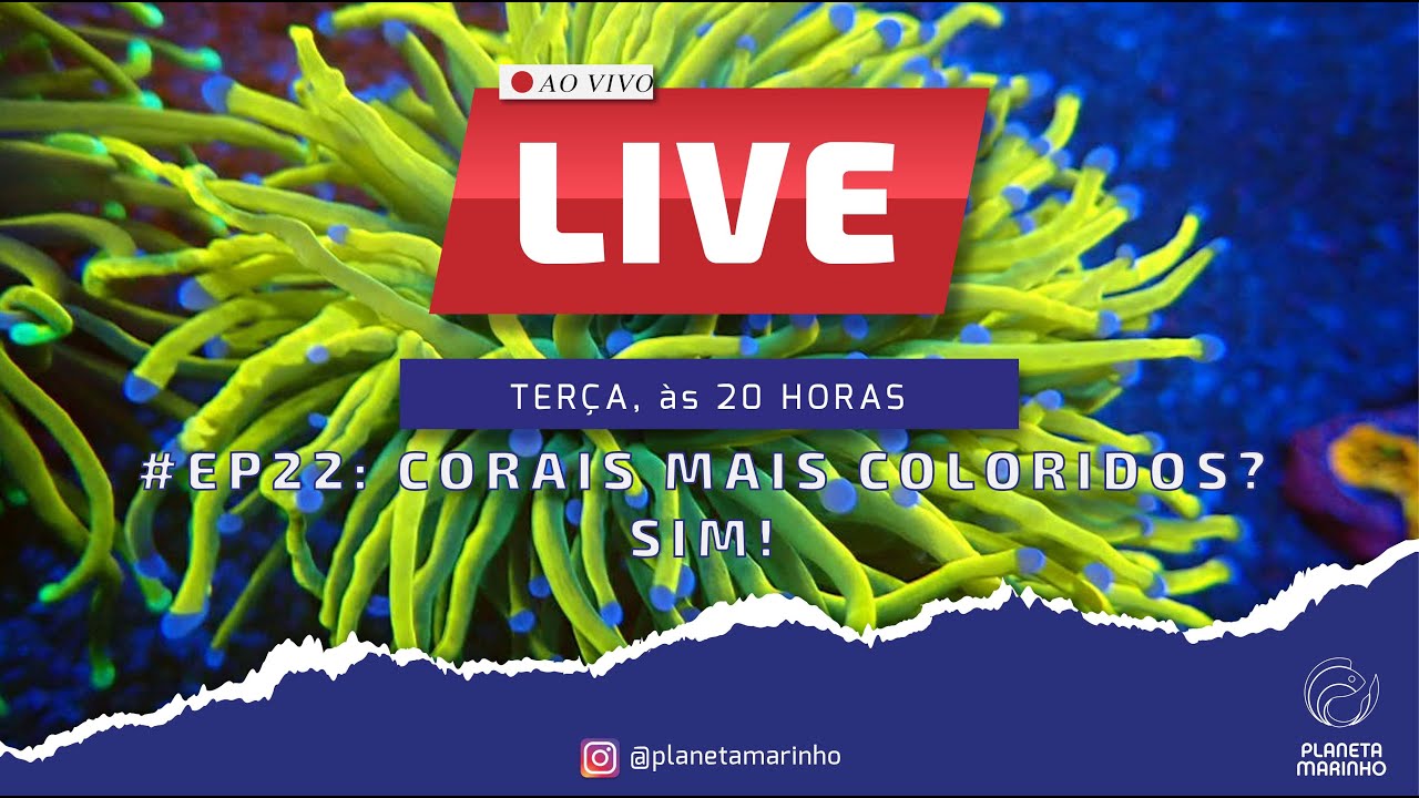 LIVE | #EP22 - CORAIS MAIS COLORIDOS? SIM!
