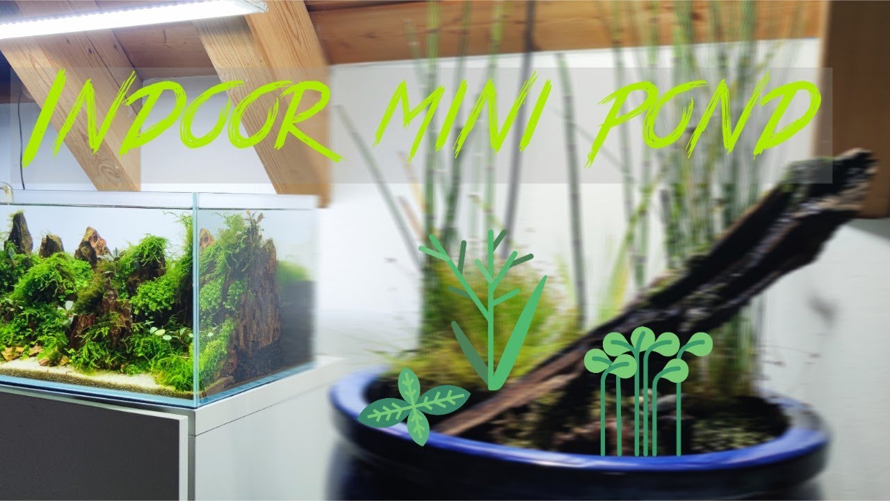 Building an indoor mini pond for my japanese ricefish (Medaka)