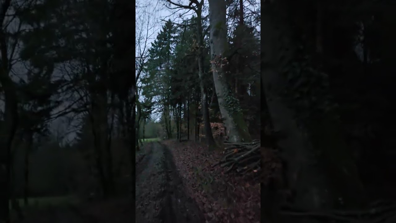 Waldspaziergang auf dem Laufband 🌿 12 Minuten Entspannung | 1 km Gehen | Meditation & Selbstliebe