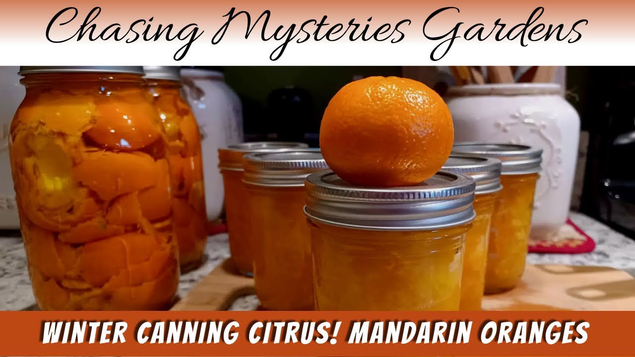 Seasonal canning in winter??? Canning Mandarin Oranges