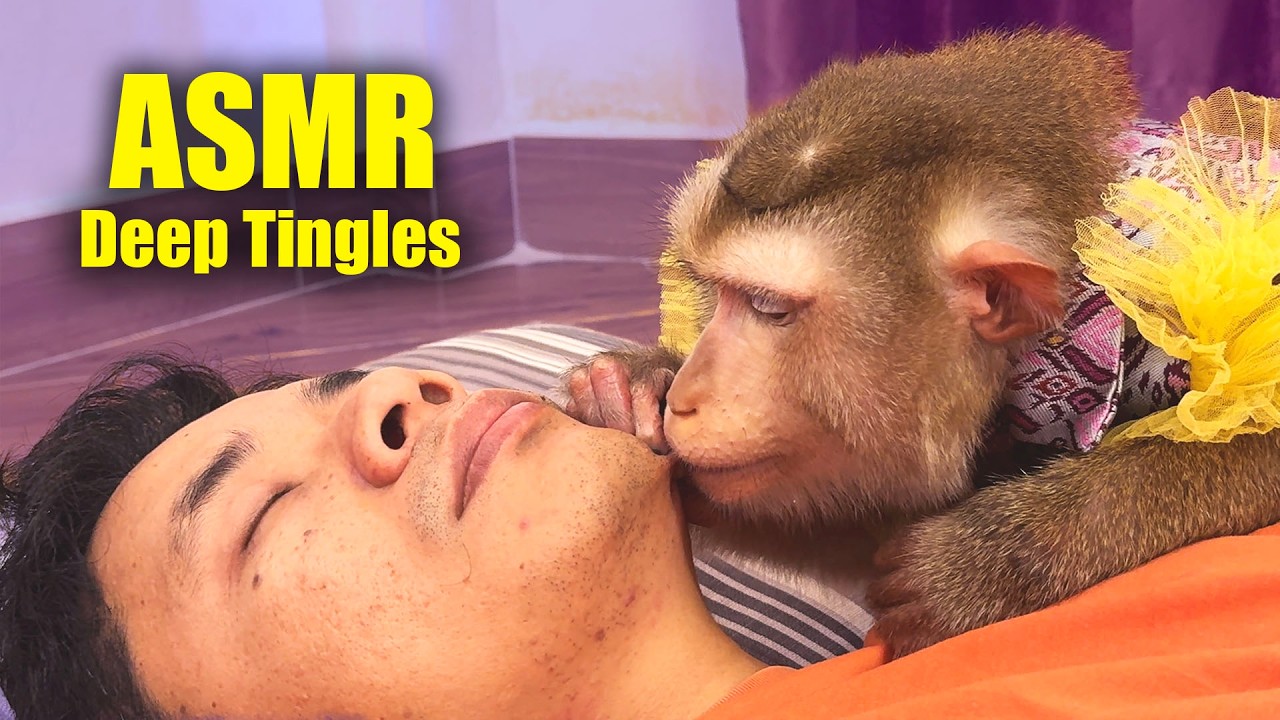 Monkey ASMR | Judy's PREMIUM Hair & Scalp Grooming for Ultimate DEEP Sleep Triggers