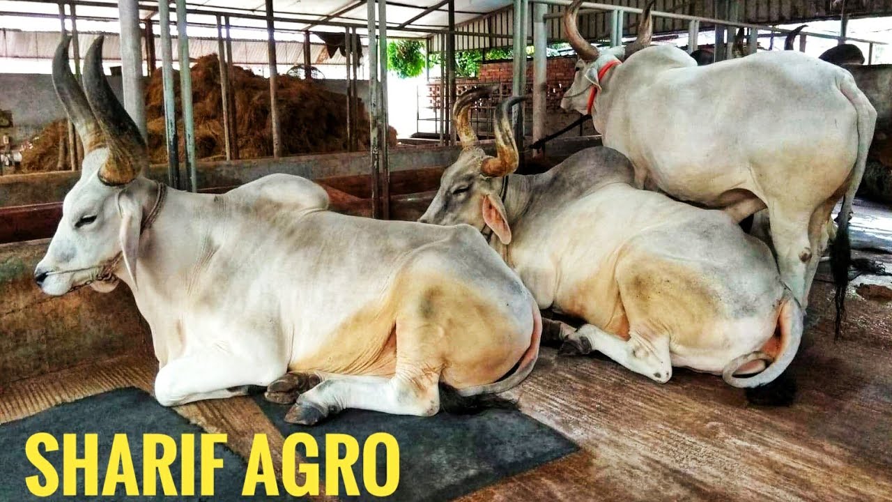 130 | Qurbani 2019 | Sibbi Bulls and Rajesthani Special Kankraj Collection | Sharif Agro | ZbGH 2020