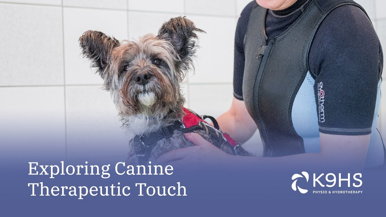 K9 Therapeutic Touch for Best Results