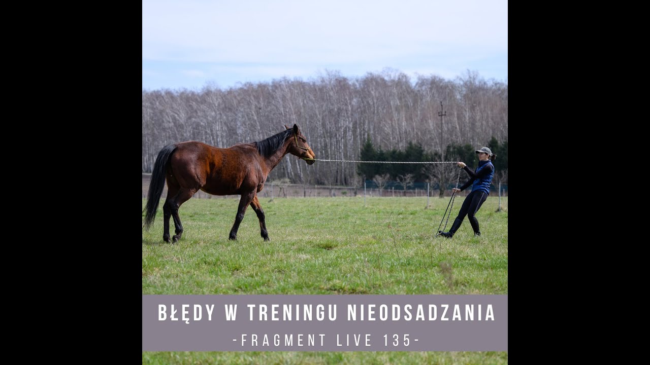 Błędy w treningu nieOdsadzania / Trening Koni