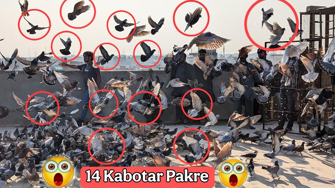 😱13 Kabotar Pakre Najo Bhai Ne Haji shab | Day2 😱500+500 Kabotar Ka Shooq ✌️ Najo Bhai Vs Haji Talib