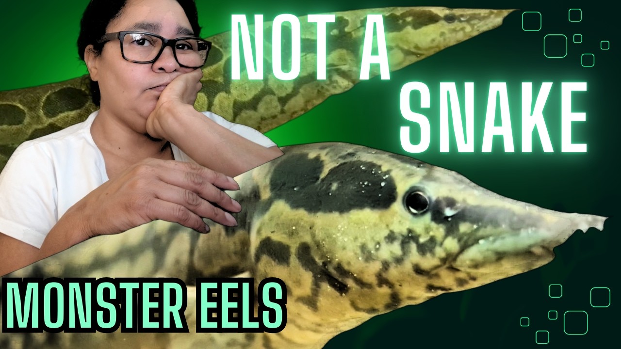 I Raised These Monster Eels From Babies ...Look at Them Now