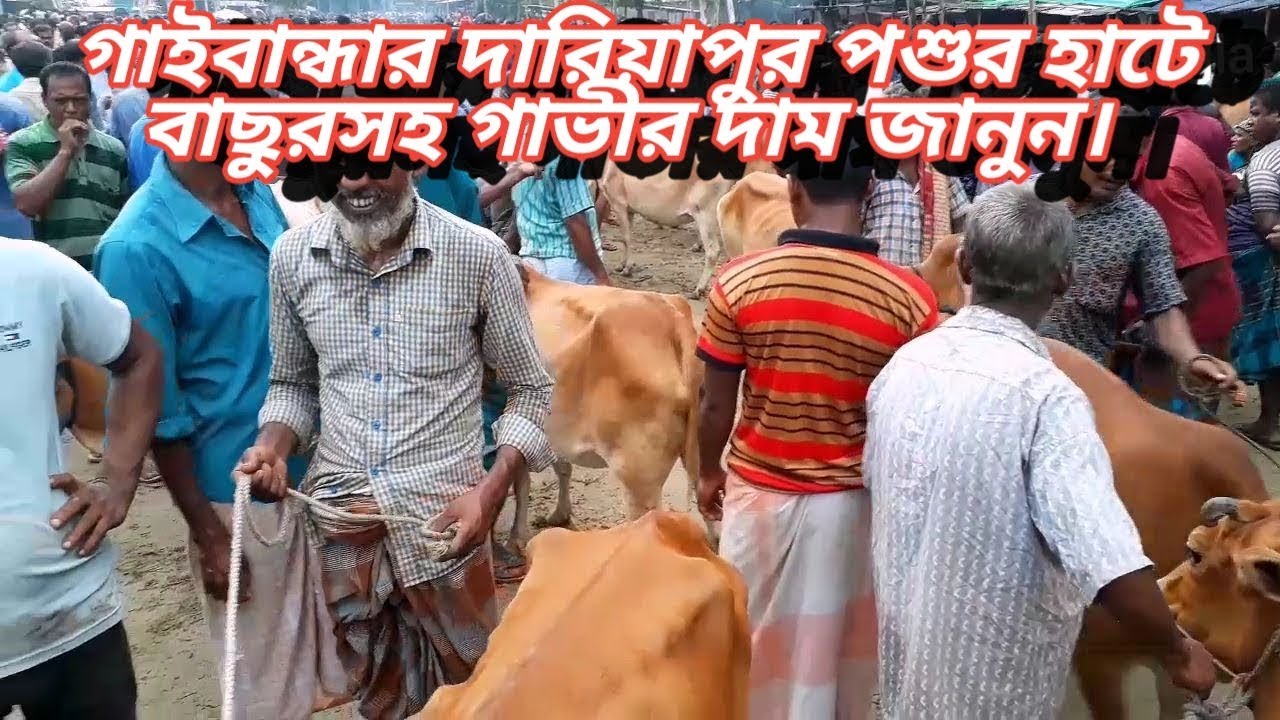 গাইবান্ধার দারিয়াপুর পশুর হাটে বাছুর সহ গাভীর দাম জানুন। cow price in dariapur haat Gaibandha