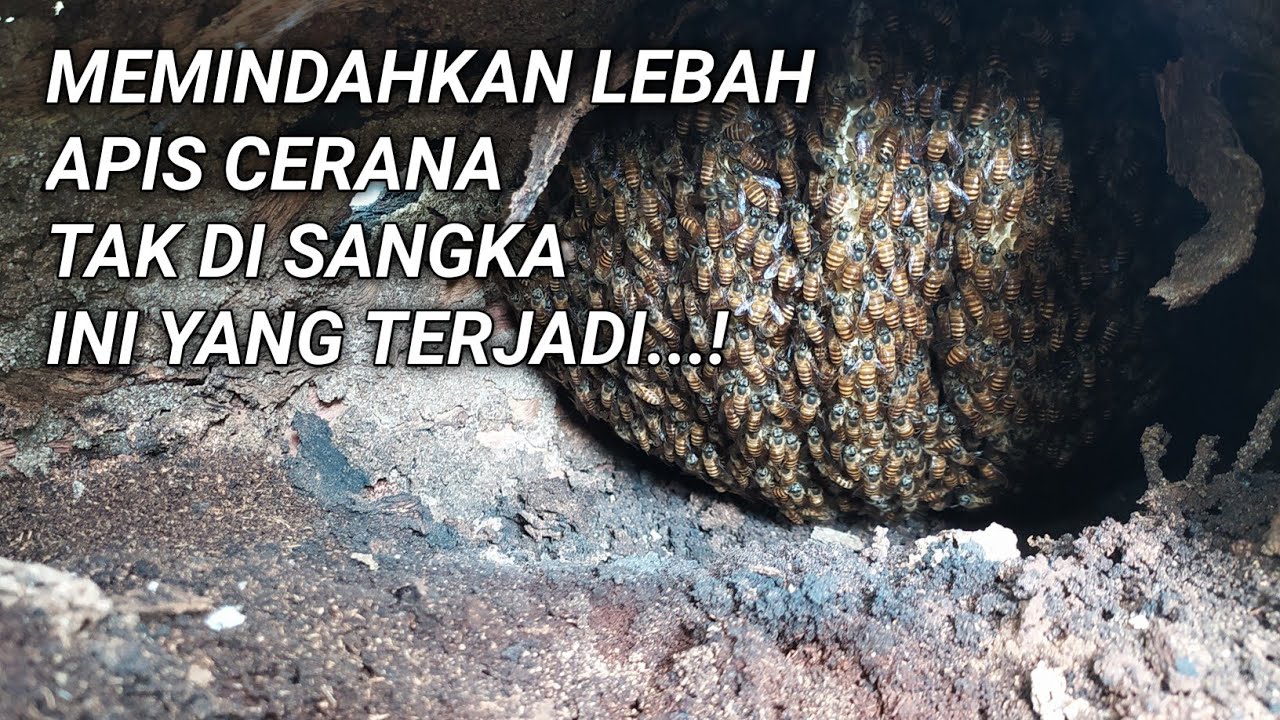 Memindahkan Lebah Apis Cerana Sesuatu yg Tak Terduga Terjadi | Relocate Colonies Of Apis Cerana Bees