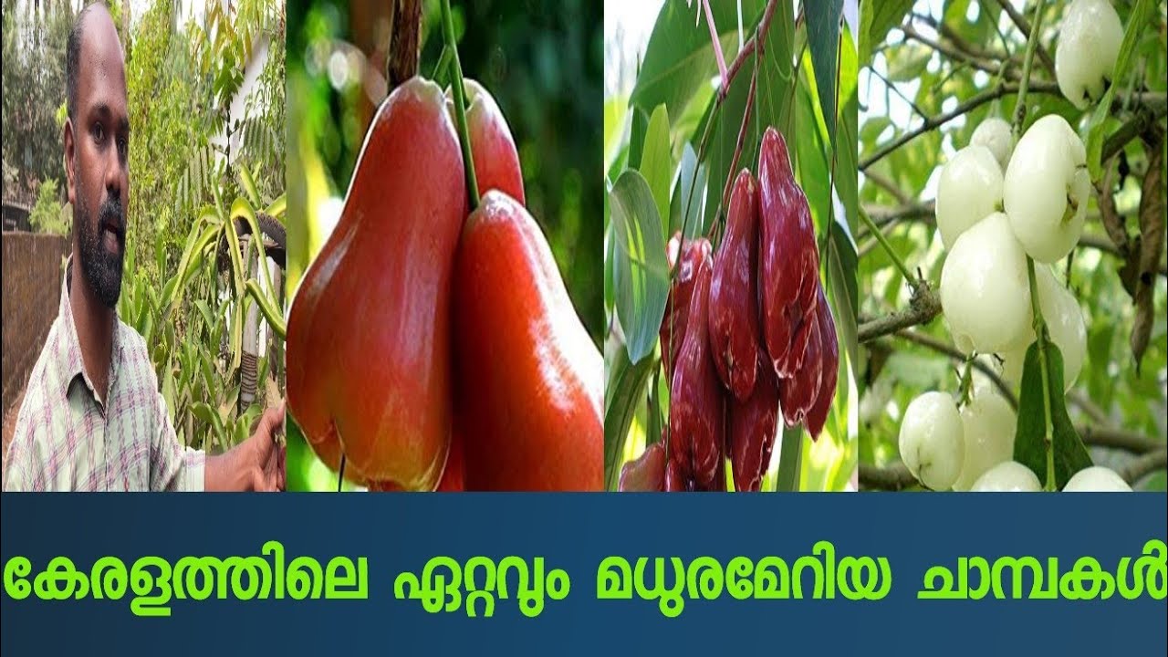 ഉമ്മർ ചാമു മുതൽ ഡൽഹരി ചാമ്പ വരെ ഏറ്റവും വിലക്കുറവിൽ കിട്ടുന്ന ഫാം#fruit