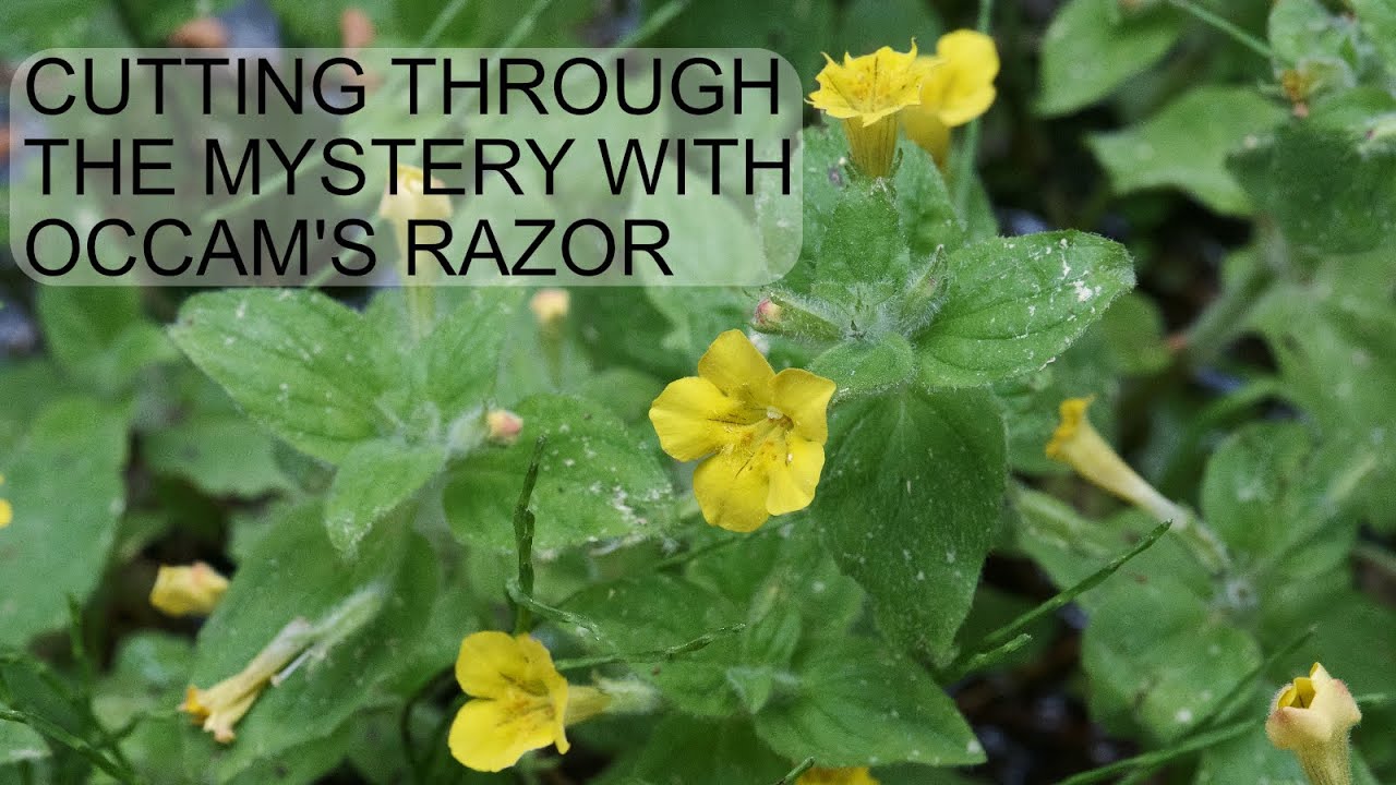 How the Musk Monkeyflower Suddenly Lost Its Scent #monkeyflower #science #Erythranthe