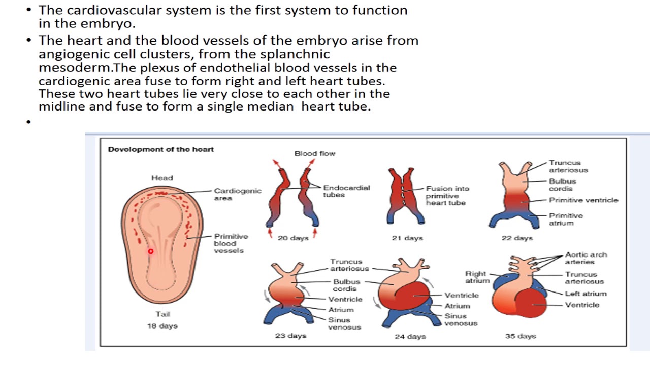 heart embryology ,Dr Samia