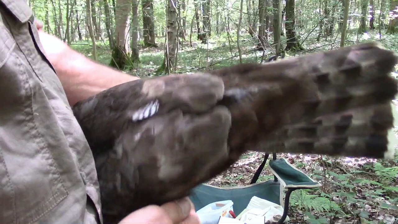 Goshawk , trapping and contôle ring