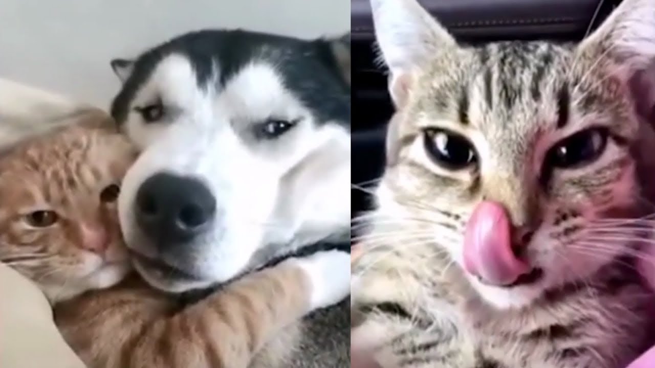 😹 Süße und Lustige Tiere! 2018 😺 Lustige Tiere zum Totlachen! vol.8 》 Funny DuTube