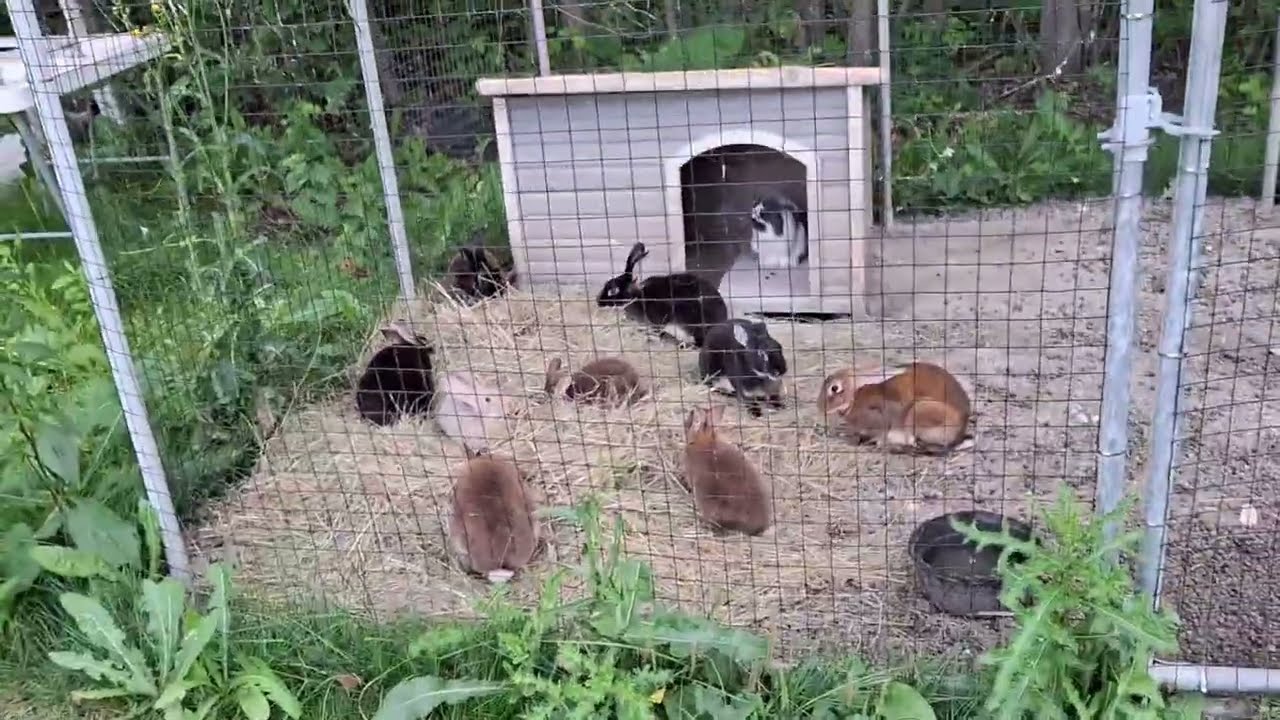 Allowing Rabbits To Dig Without Escaping