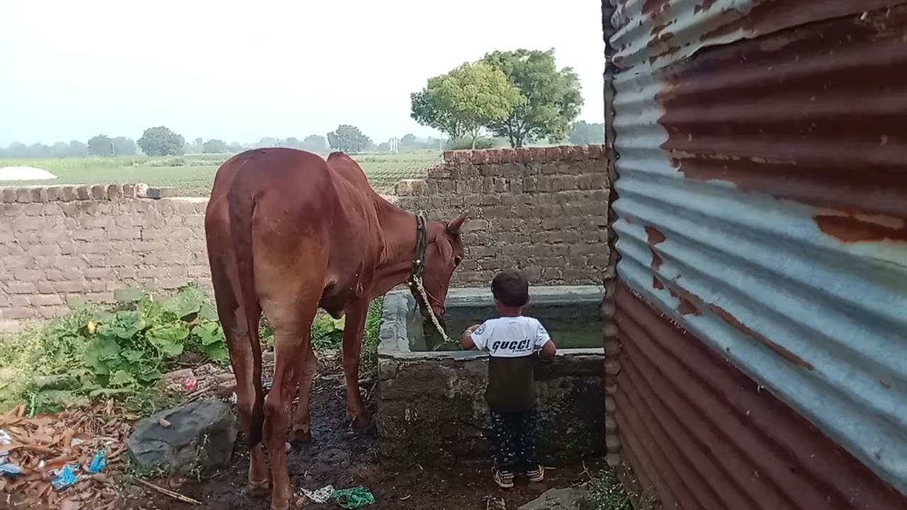 दादु बैलाला पाणी प्यायला घेऊन गेला 🐄🐄#youtubeshorts #viral #comedy #funny #cute