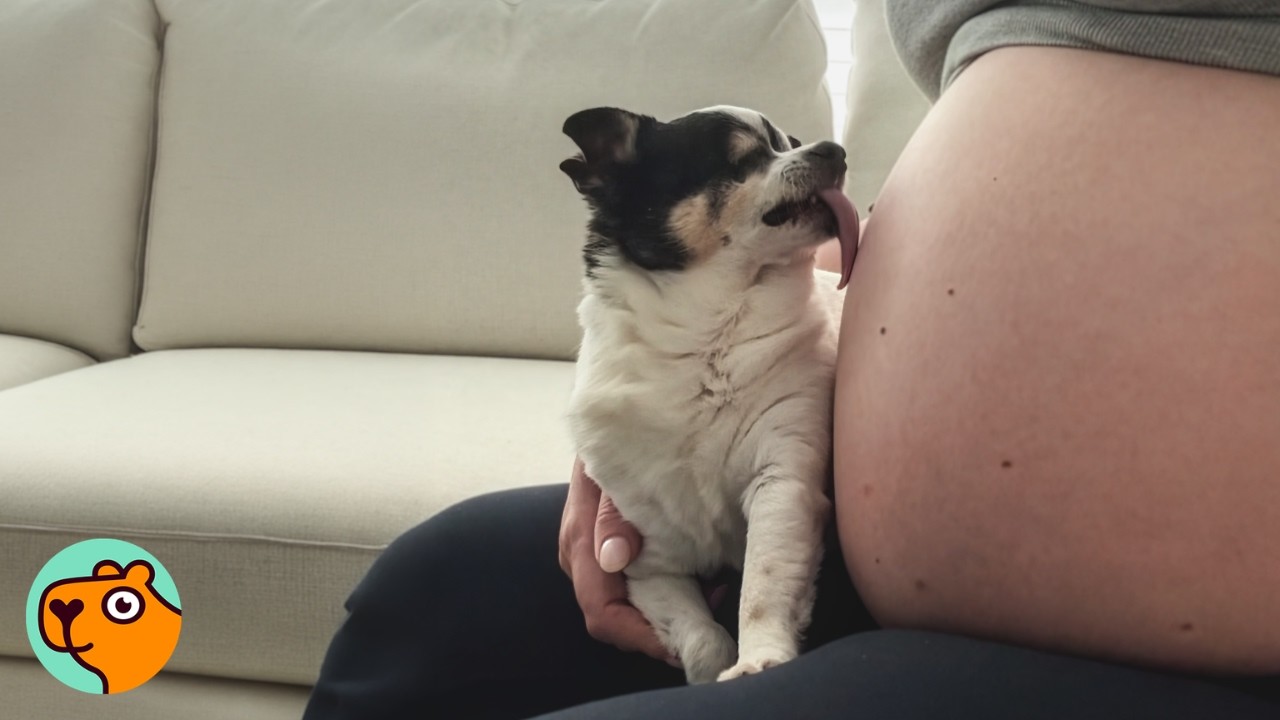 2 Chihuahua’s Have Sweetest Wake Up Routine With Dad | Cuddle Buddies