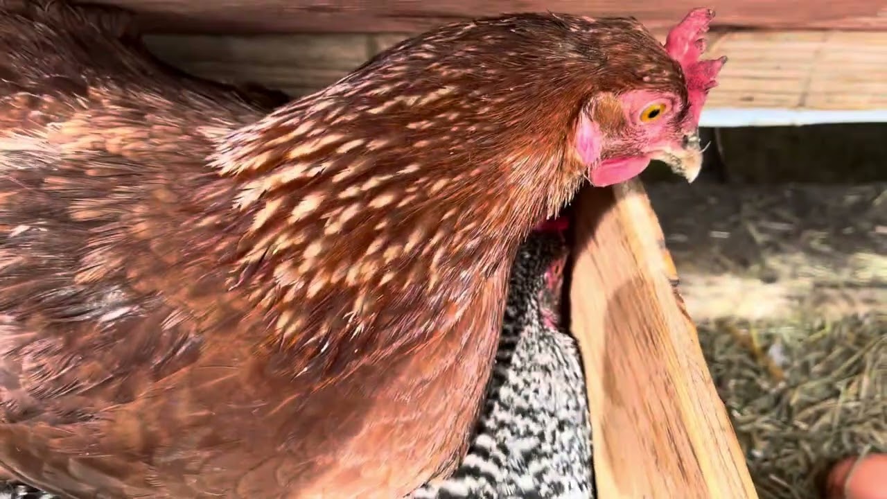 This little red hen can’t wait to lay her egg!
