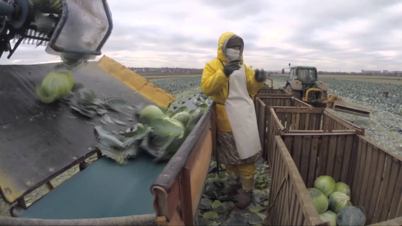 ASA-Lift TK 1000 E Капустоуборочный комбайн / Cabbage harvester