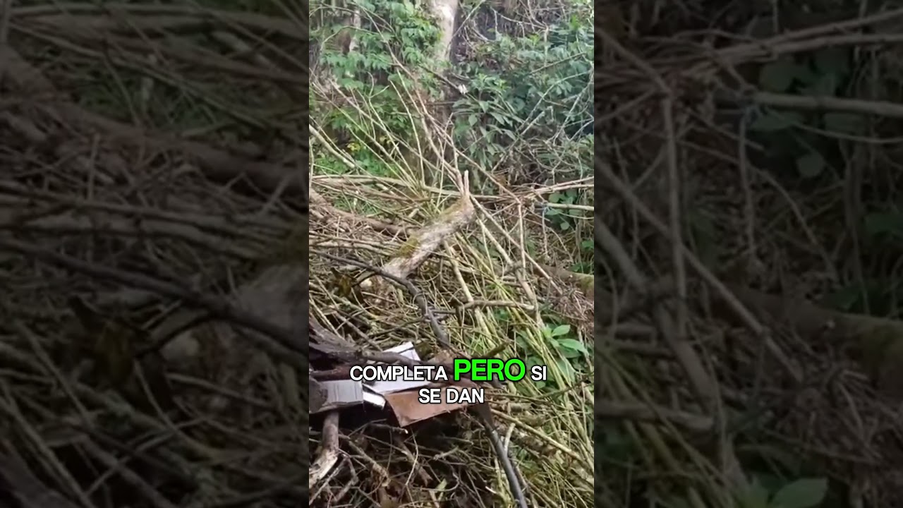Uso de leña seca para cocinar  una opción natural