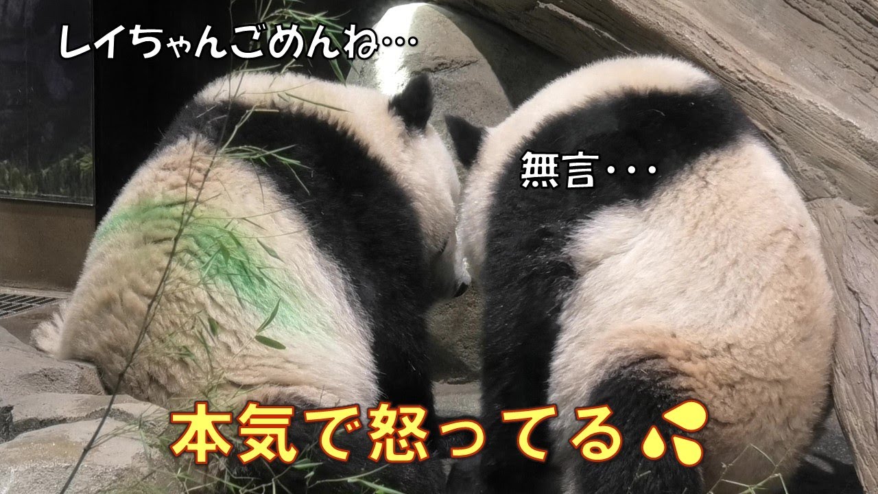 6/7寝てるレイレイを馬乗りで起こしてガチ切れされる…長い沈黙が怒りの強さを表してるgiantpanda @tokyo 上野動物園