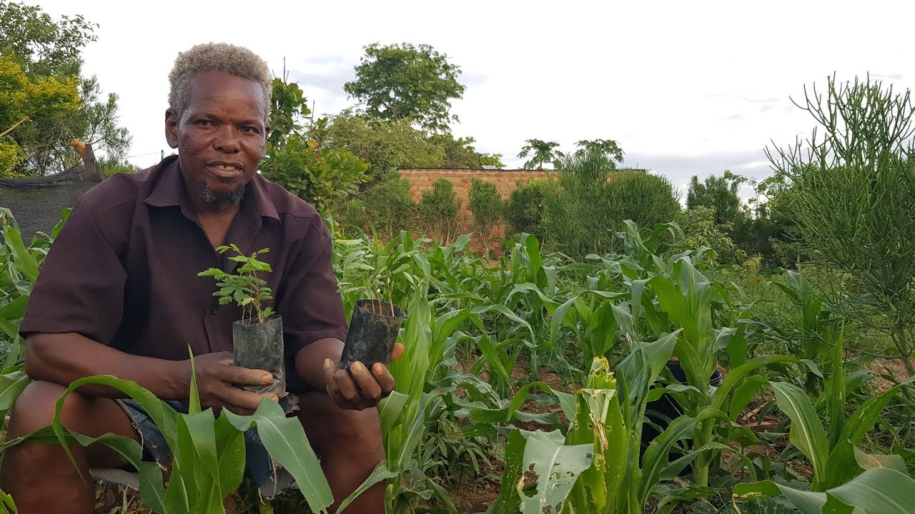 Agroforestry pilot: We planted maize with leucaena