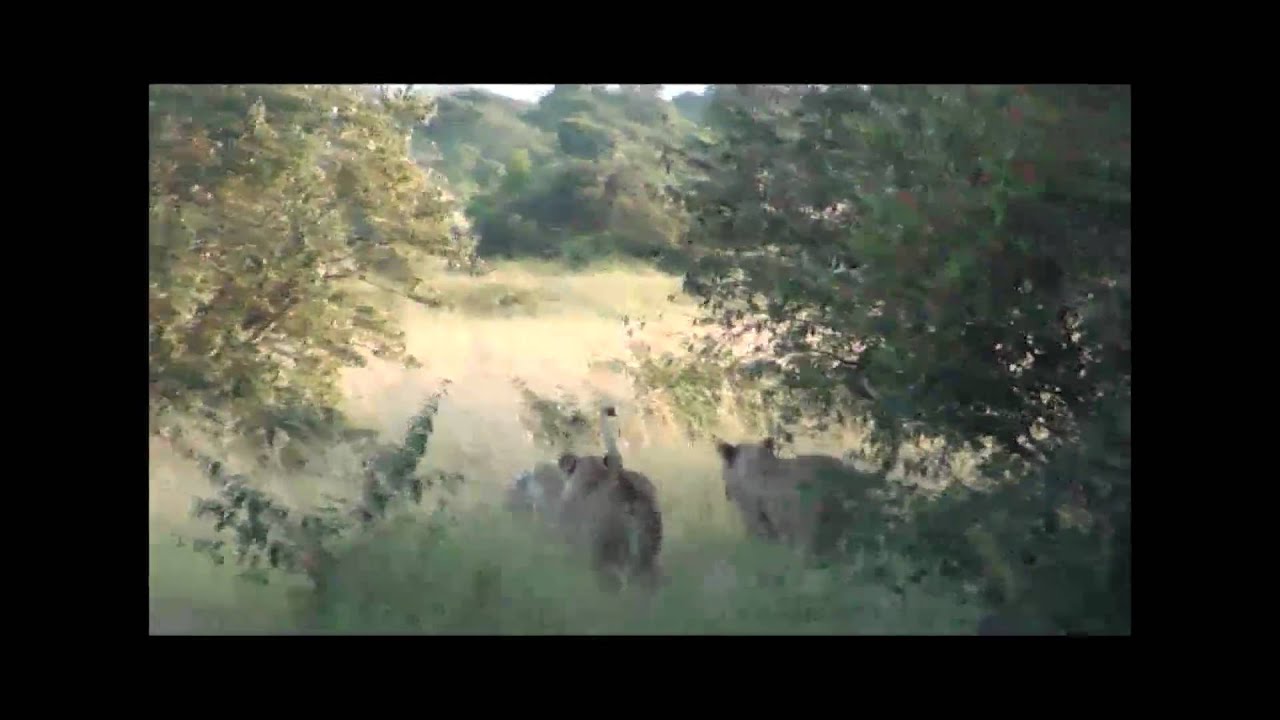 Hyena vs Two Lionesses