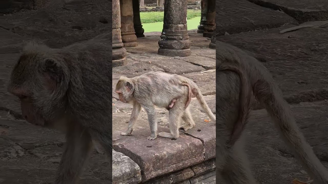 Old momma Jade well care her baby, Good mom