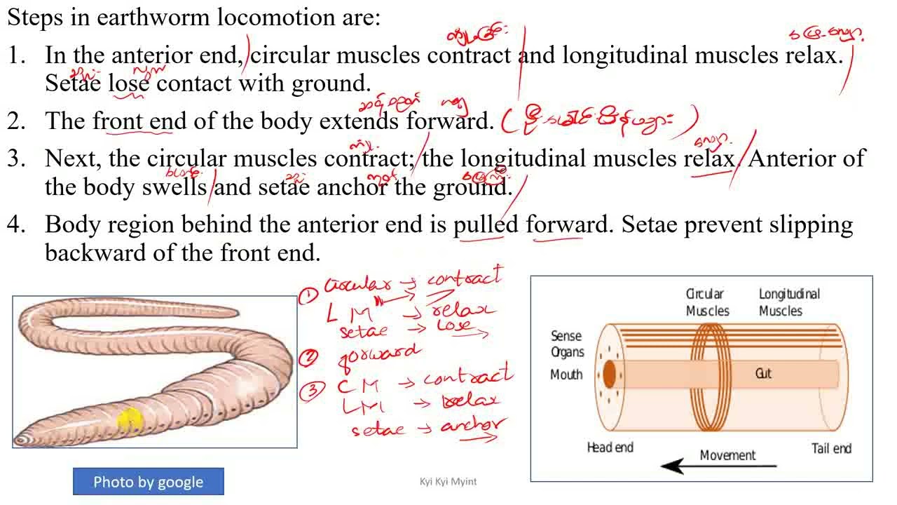 Grade 10 Chapter 3 Steps in earthworm Locomotion