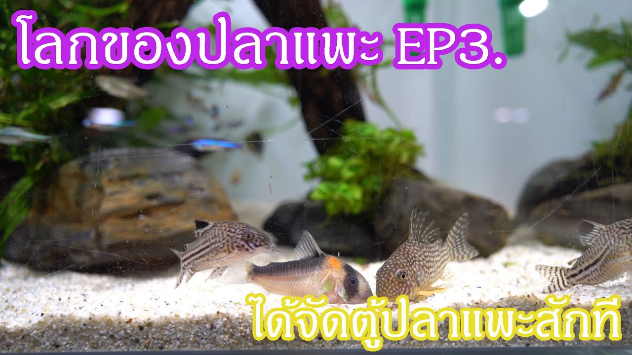 โลกของปลาแพะ EP. 3 : ได้จัดตู้ปลาแพะสักที