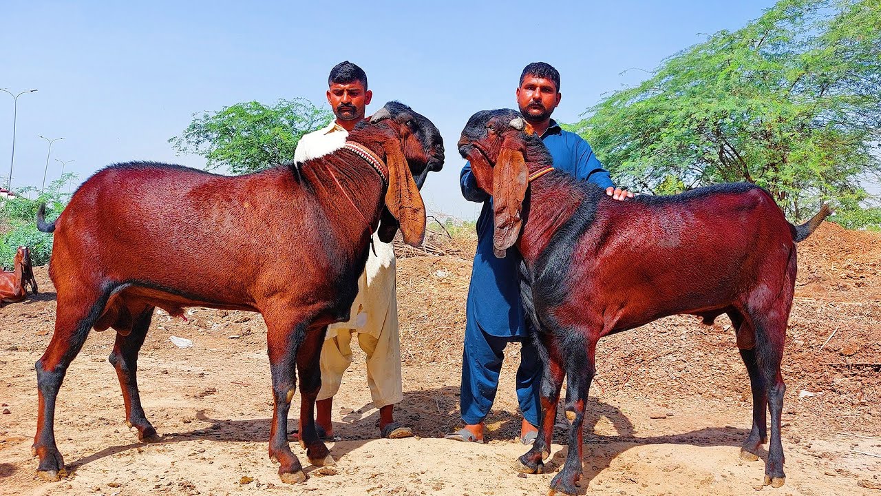 Big Size Amritsari Beetal Breeder Goats Of Rafeeq Gujjar 2022