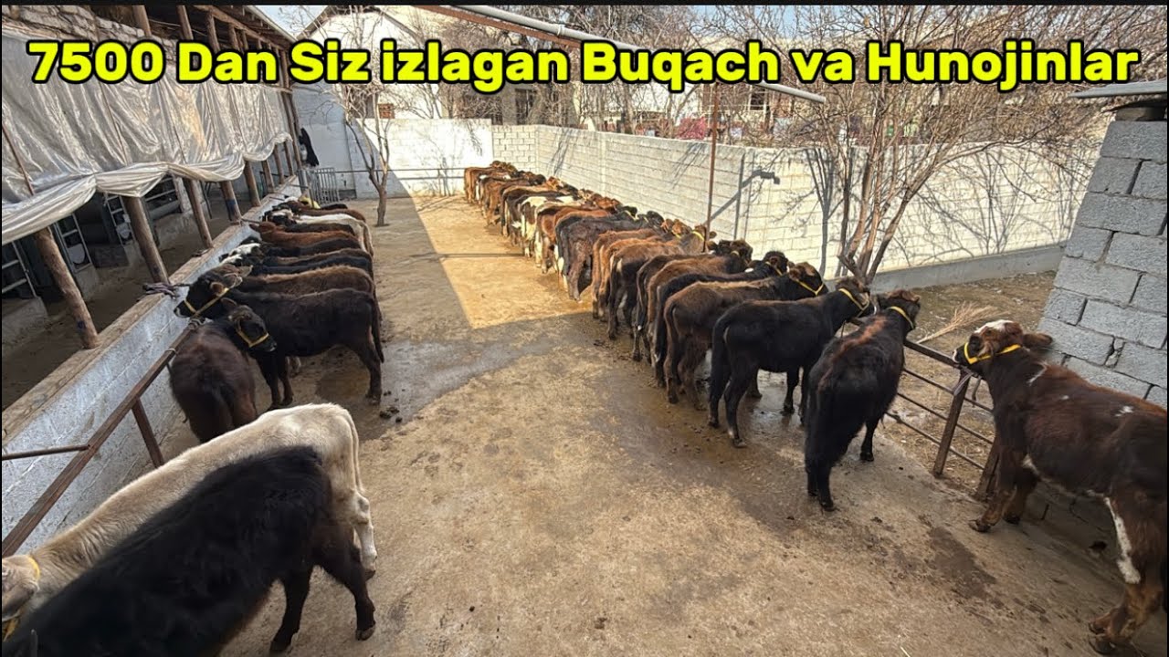 😱SIZ IZLAGAN ARZONCHI 🥇QAYTDI BONUS+SIFAT✅